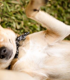 Gabinete da Causa Animal incentiva adoção responsável de cães e gatos no município