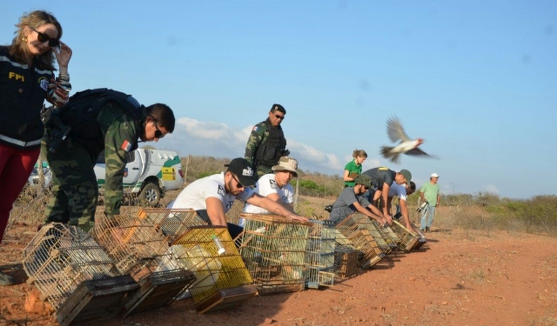 Mais de 400 pássaros são soltos ao bioma da Caatinga no Sertão alagoano