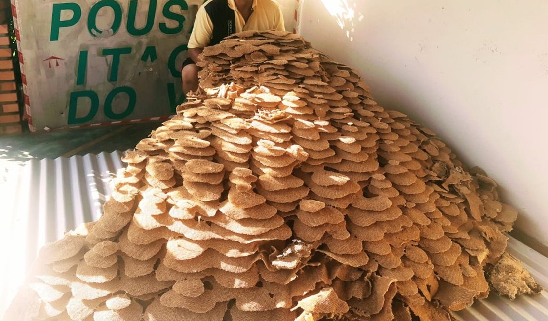 Moradores encontram ninho gigante de vespas em SP: 'Assustador'