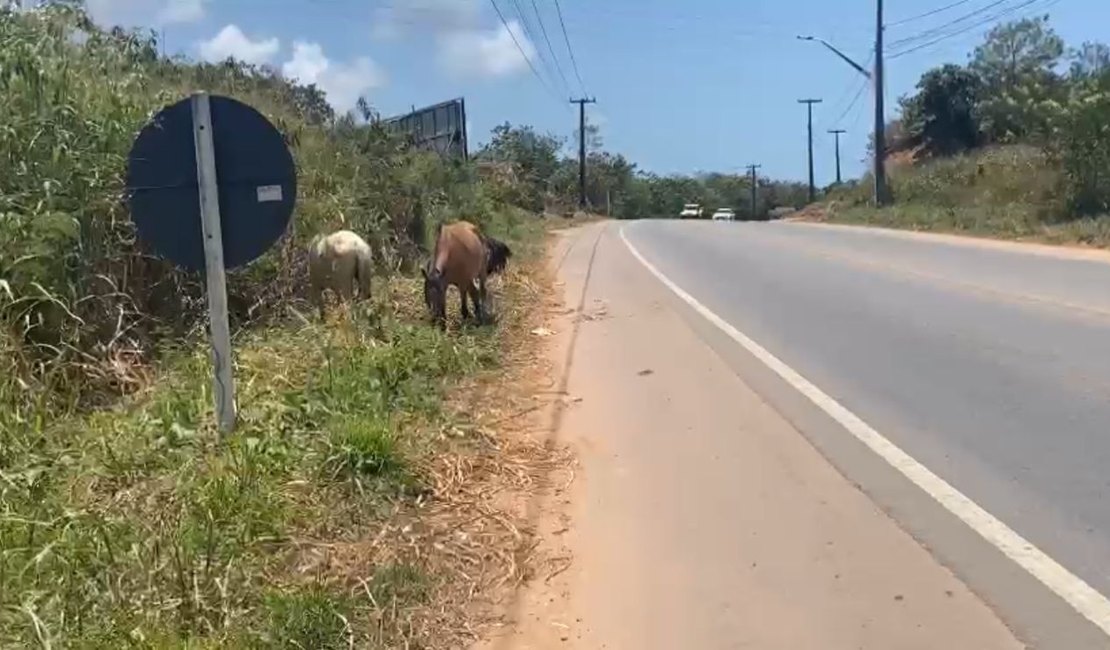 [vídeo] Cavalos soltos causam perigo na rodovia AL 101 Norte