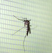 Os sinais que indicam nova alta da dengue no Brasil em 2020