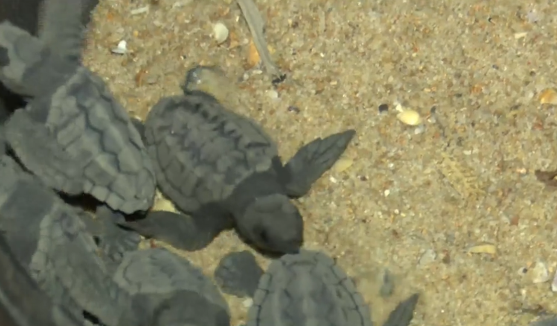 Doze tartarugas marinhas são encontradas na praia de Jatiúca