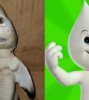 Tubarão com cara 'humana' é comparado com o Zé Gotinha; veja os memes