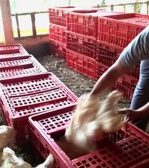 Exportações de carne de frango à União Europeia é suspensa pelo Ministério da Agricultura
