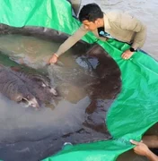 Maior peixe de água doce já registrado é capturado no Camboja