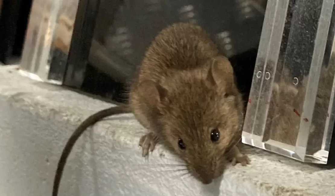 Idosa alimenta ratos que infestaram sua casa e gera confusão com vizinhos