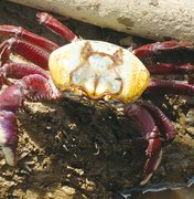 Captura do caranguejo-uçá é proibida em Alagoas e mais nove estados