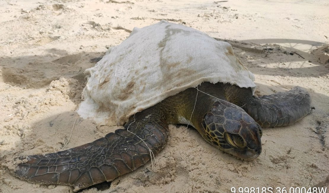 [Vídeo] Tartaruga-verde é encontrada encalhada em praia de Jequiá