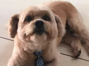 Cachorro morre após ser esquecido em carro de pet shop, diz dona