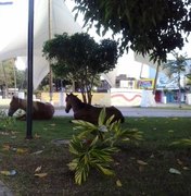 Em busca de alimento, cavalos invadem praça no centro de Arapiraca