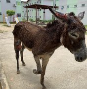 Comissão da OAB resgata animal que era esfaqueado pelo dono em Maceió