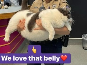 Patches, o gato de 18 quilos que foi adotado nos EUA