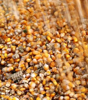 Alagoas deve ter safra de grãos de quase 15 mil toneladas