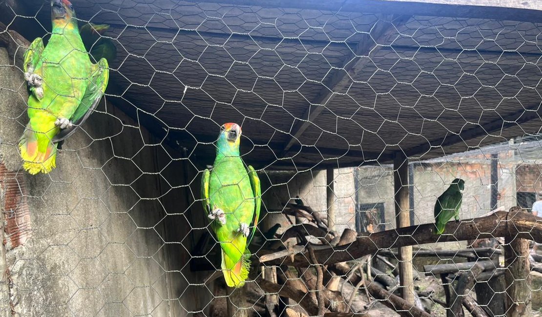 Sete papagaios resgatados do tráficos chegam a Alagoas para reintrodução na natureza