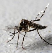 Janeiro registra aumento dos casos suspeitos de dengue em Arapiraca
