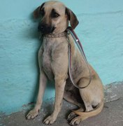 Feira de adoção de cães e gatos acontece nesta segunda (04) em Arapiraca
