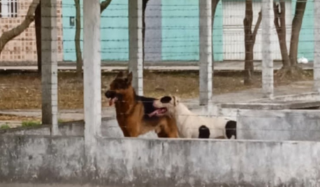 Cães de grande porte invadem residência, atacam moradora e matam animais domésticos