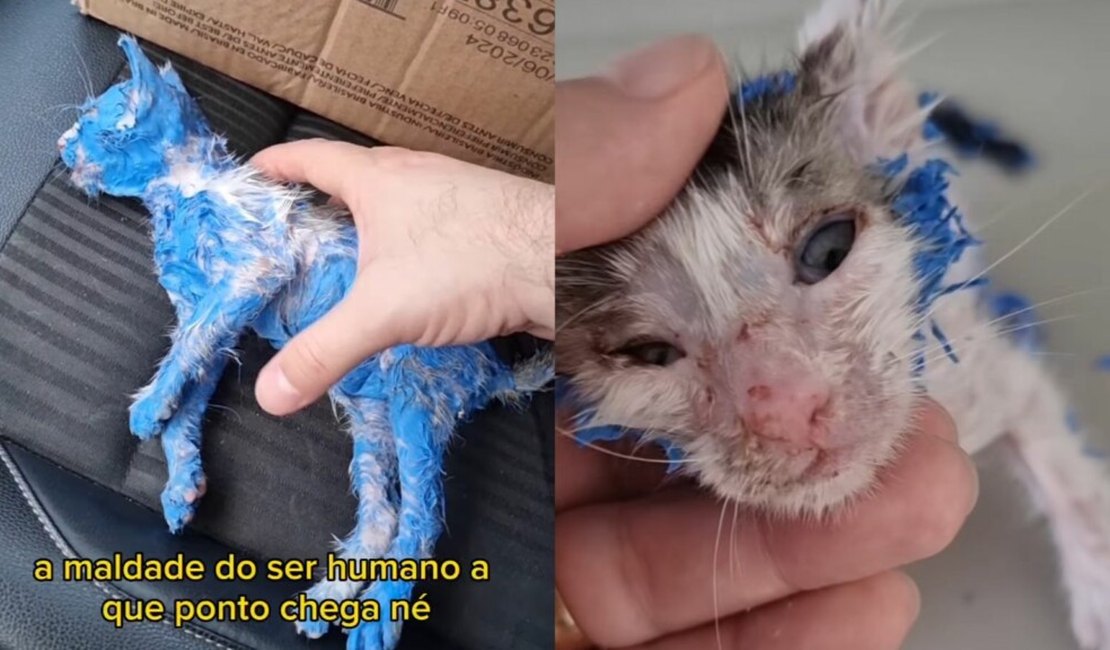 Desconhecido salva gatinho pintado de tinta azul e vídeo viraliza; Vídeo