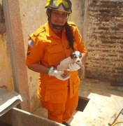 Filhote de cachorro cai em cacimba na cidade de Arapiraca