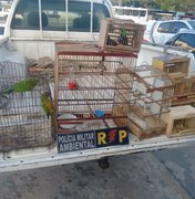 Homem embriagado é preso transportando pássaros em extinção