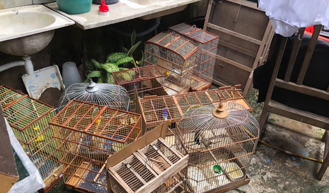 Centenas de aves silvestres são apreendidas em pet shop de Maceió