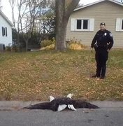 Briga entre duas águias vira 'caso de polícia' nos EUA