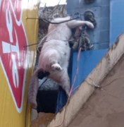 Animal é eletrocutado em fiação no Centro de Arapiraca e causa transtorno