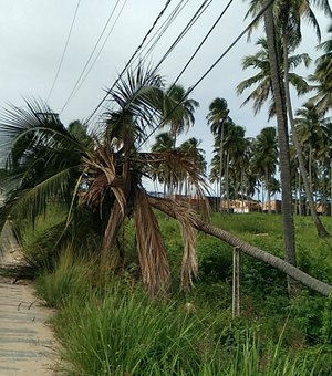 Coqueiro cai em fiação e interdita parcialmente rodovia em Maragogi