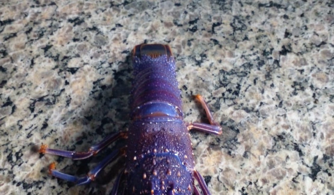 Pescador de São Miguel dos Milagres pesca rara lagosta azul