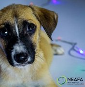 Publicitários fazem sessão de fotos de cães e gatos em campanha de Natal para o Neafa