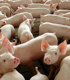 China autoriza importação de gordura de porco do Brasil