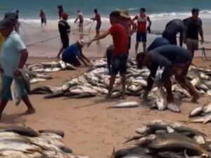 [Vídeo] Pescadores do Miaí de Cima, em Coruripe, se surpreendem com fartura de peixes