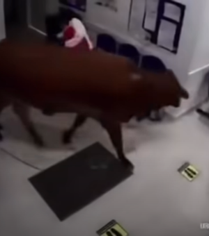 [Vídeo] Vaca irritada invade hospital e assusta pacientes