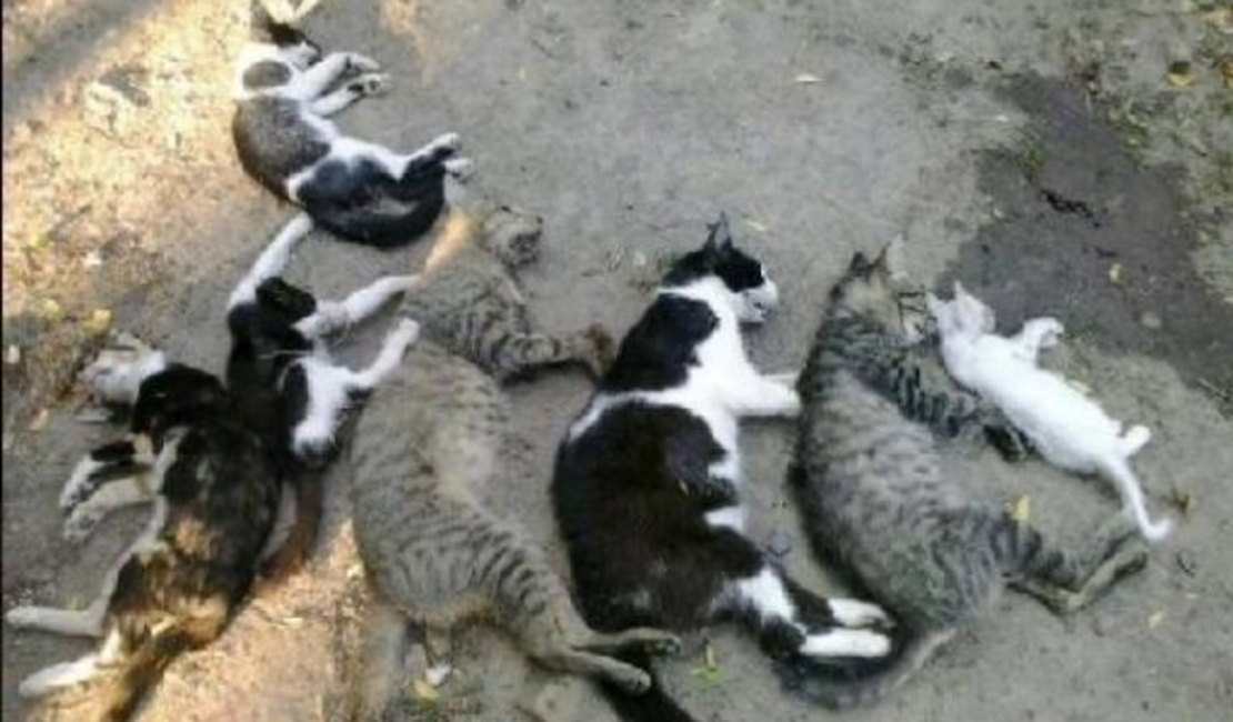 Moradores denunciam envenenamento de gatos em Arapiraca