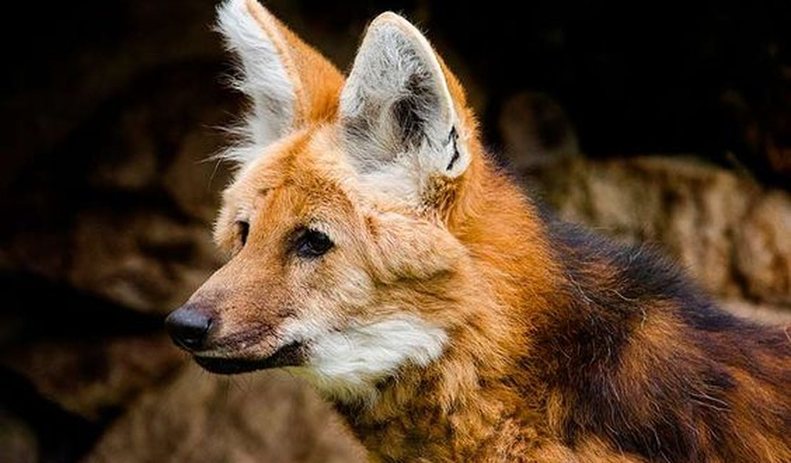 Escolhido para ilustrar a cédula de R$ 200, lobo-guará sofre com o avanço do desmatamento no Cerrado