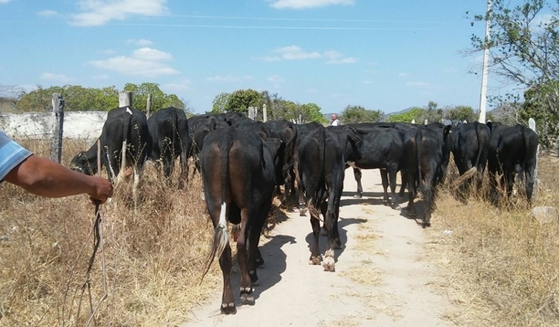 Quatro pessoas são presas após furto de gado no Sertão