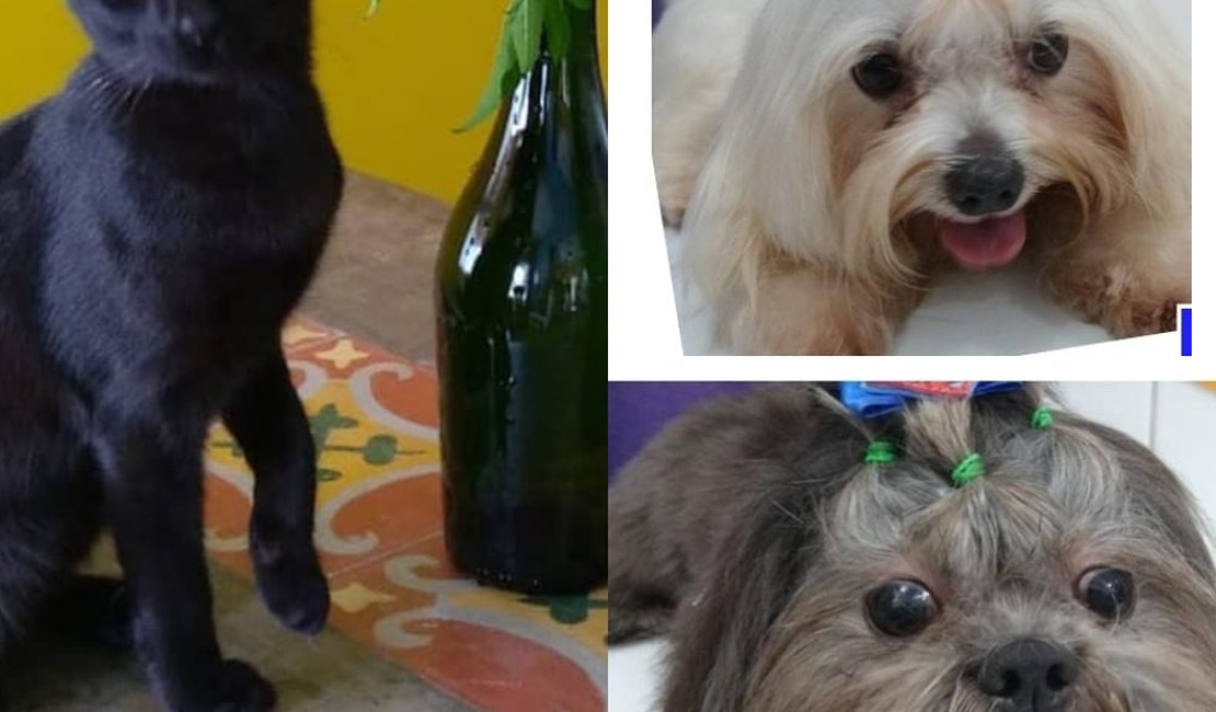 Eva Black, Luis Carlos Prestes e Frederico da Prússia são gata e cães desaparecidos em Arapiraca 