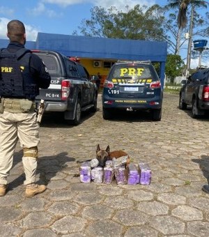 Operação integrada apreende 30kg de maconha no bagageiro de ônibus em São Sebastião