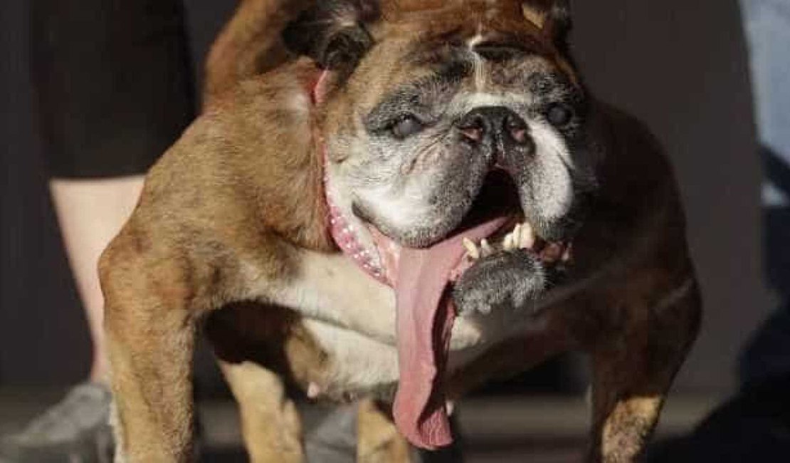 Morre o buldogue eleito cão mais feio do mundo