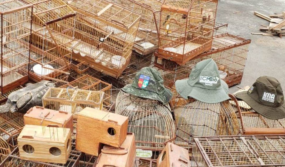 Mais de 350 animais silvestres são apreendidos durante Operação Curupira