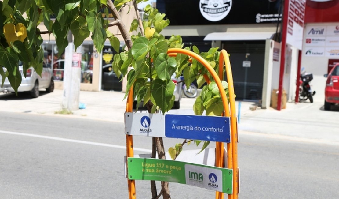 Calçada Verde: projeto da Algás arboriza 13 bairros de Maceió em 2019
