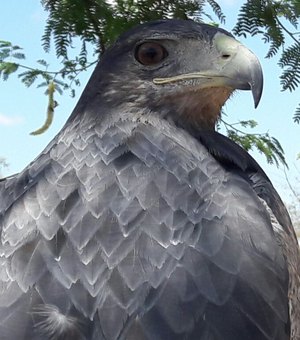 Fiscalização resgata duas águias chilenas de cativeiro em Alagoas