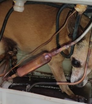 Cachorra é resgatada após ficar presa ao motor de geladeira
