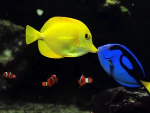 Fotógrafo flagra peixe da espécie do Nemo assistindo beijo de 'Dory' em aquário do litoral de SP