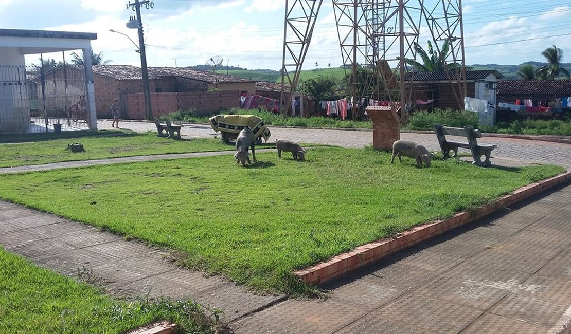 Porcos invadem ruas e causam transtornos no município de Jacuípe