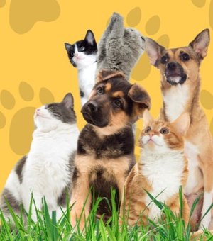 Programa Pet Amigo atenderá bairro São Francisco em Palmeira
