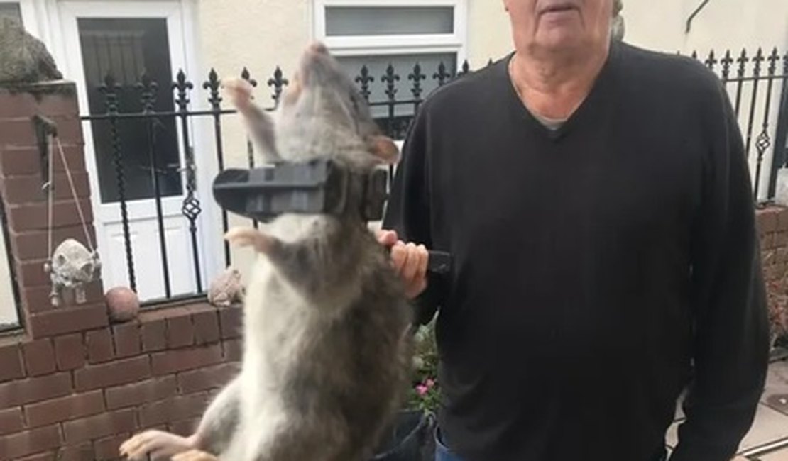 Homem encontra rato do tamanho de um cachorro no quintal de casa, na Inglaterra