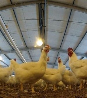 Decreto Estadual garante isenção do ICMS para cadeia produtiva de aves em Alagoas