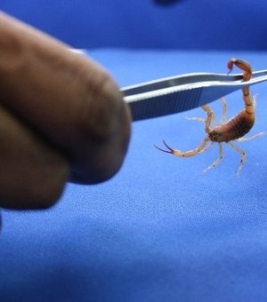 HEA atende 18 pessoas picadas por escorpião no feriadão da Páscoa