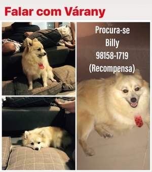 Cachorrinho desaparece em Arapiraca e família pede ajuda